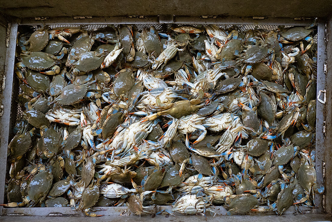 Bin full of crabs